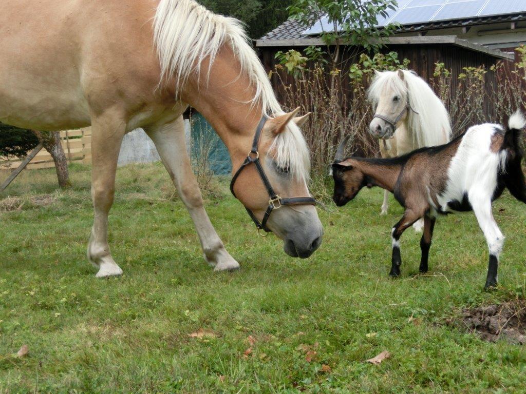 Pension Fohlenhof เฟราเออเนา ภายนอก รูปภาพ