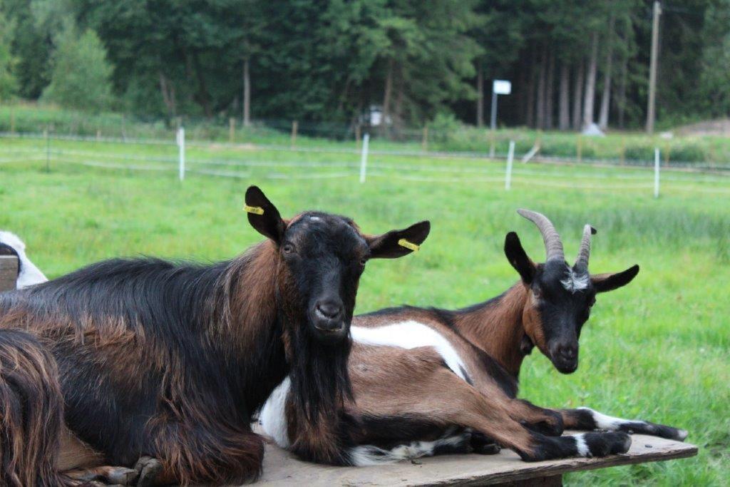Pension Fohlenhof เฟราเออเนา ภายนอก รูปภาพ